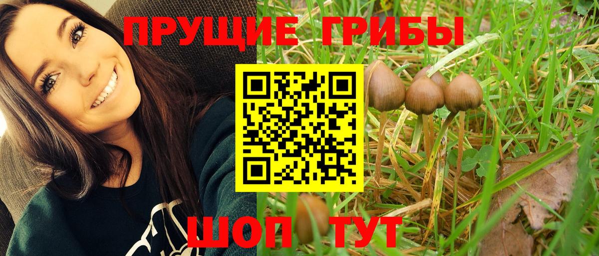 Галлюциногенные грибы Psilocybe Когалым